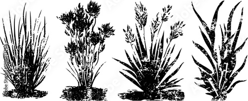 Set of vintage ornamental grass and foliage plant illustrations in black and white