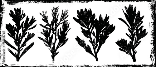 four black botanical silhouettes of leafy herb sprigs with detailed foliage on white background