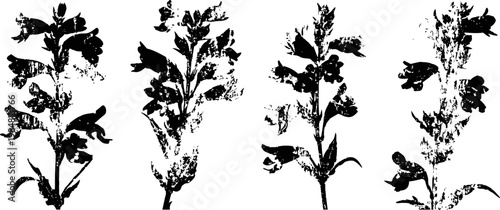 silhouettes of wildflowers and herbs in black and white isolated on transparent background