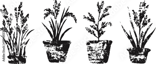 Black and white hand drawn potted plants set botanical sketch with foliage in simple pots, vintage illustration