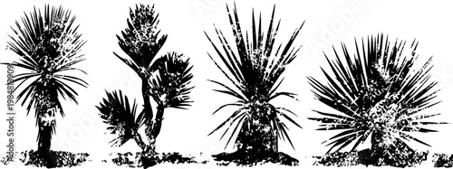 Various desert yucca plants with spiky leaves and branching stems in silhouette