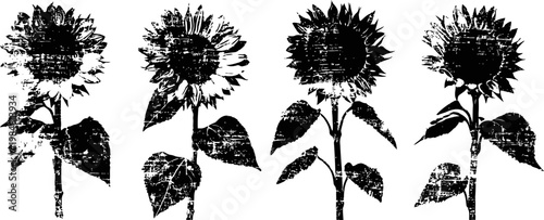 Vintage sunflower silhouettes four aged textured botanical designs on white background