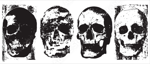 four detailed black and white human skull illustrations aligned in a row on white background