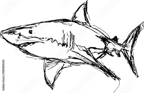 great white shark sketch illustration ocean predator, marine wildlife drawing, underwater fish art