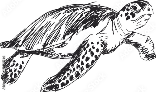 hand drawn sea turtle swimming underwater detailed black and white sketch of marine reptile with textured shell and flippers