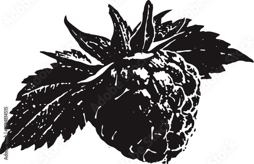 Vintage raspberry fruit illustration with detailed leaves and textured berry in black and white engraving