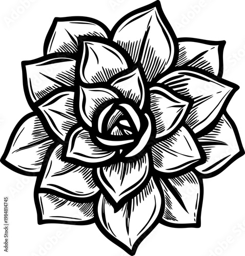 Stylized succulent plant illustration with detailed leaves in black and white line art design