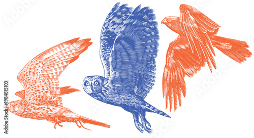 Realistic short eared owl kestrel and marsh harrier bird illustration drawing in traditional hand drawn style. Woodcut or engraving ink style, scratchboard looking line art.
