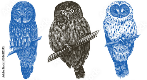 Realistic great grey owl, tawny and Ural owl bird illustration drawing in traditional hand drawn style. Woodcut or engraving ink style, scratchboard looking line art.