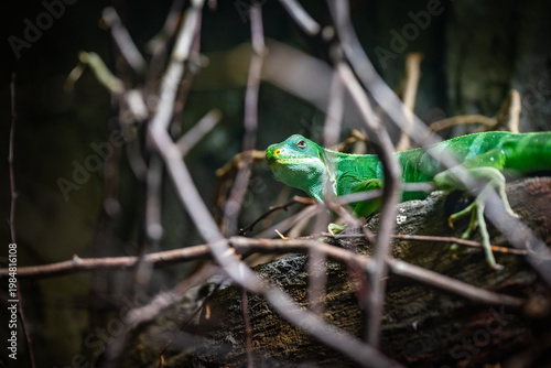 A Fijian striped iguana foraging in a tree