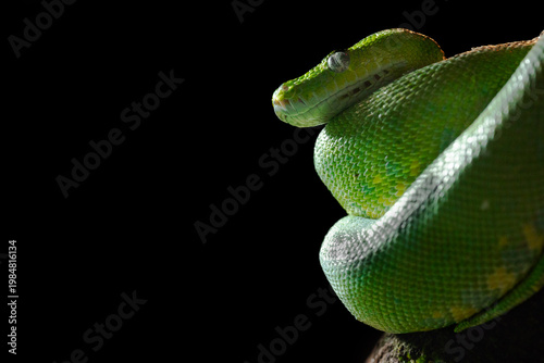 Green python sleeping on a tree, close-up