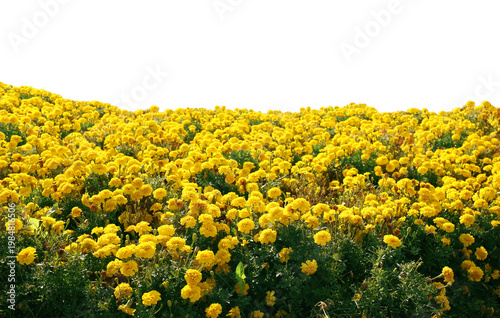 A field of yellow marigolds isolated on a transparent background