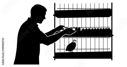 Farmer tending quail in cage during morning light silhouette