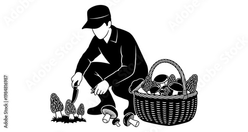 Forager gathering mushrooms with basket during harvest season against white background silhouette