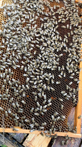 Many bees on a honeycomb frame inside a hive while a beekeeper handles the drones. Concept of beekeeping, natural honey production, and apiary work in summer. Agriculture, pollination, and organic