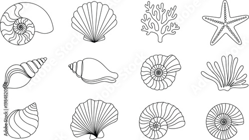 Collection of seashell line art illustrations featuring coral starfish and nautilus icons for coloring book pages and beach nautical designs
