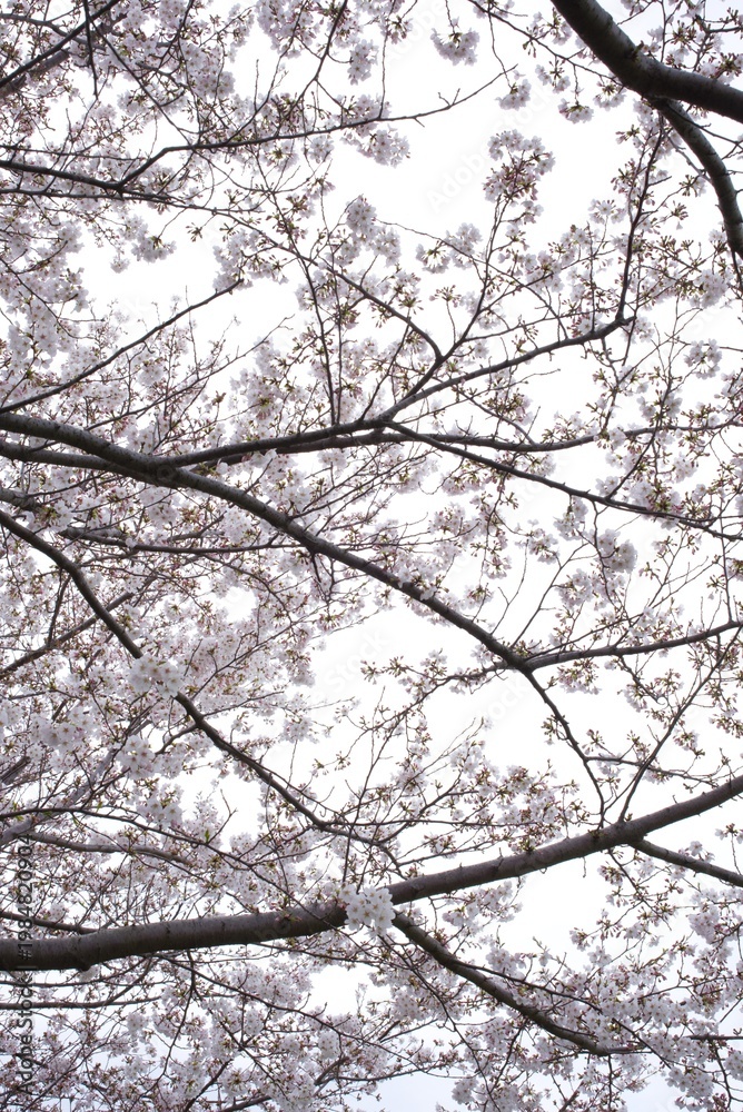 Obraz premium Cherry blossom branches in full bloom framing a bright white sky.