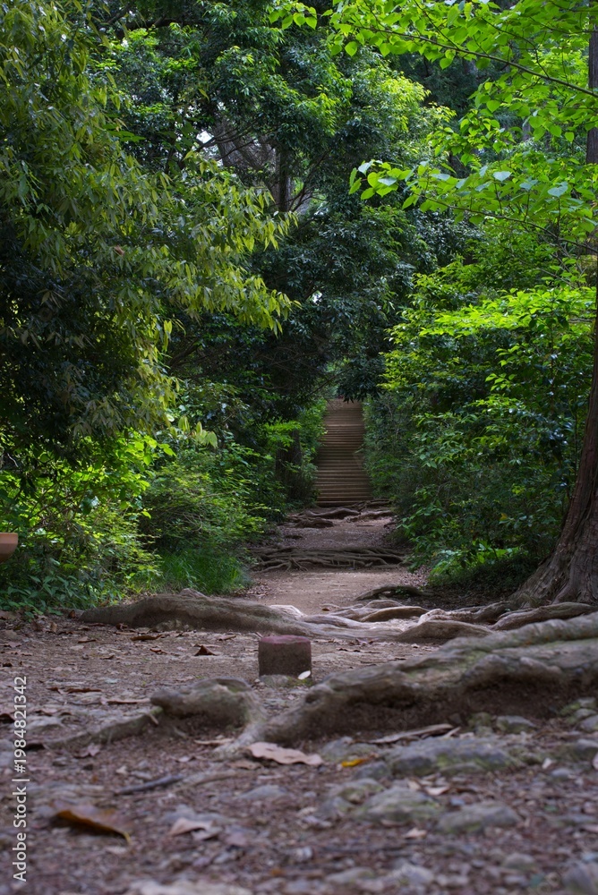 Fototapeta premium Lush green forest path with ancient roots leading to steps.