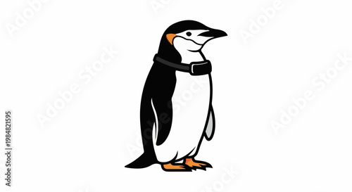 A black and white penguin with an orange patch stands wearing a collar