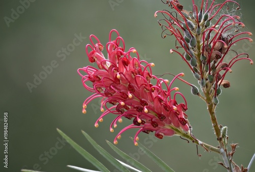 Closeup view of a Pink Pearl plant known as Grevillea 