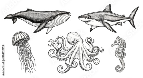 Illustration of Various Marine Animals.