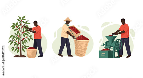 African farmers engaged in the traditional process of harvesting coffee cherries from trees and using a manual grinder for processing.