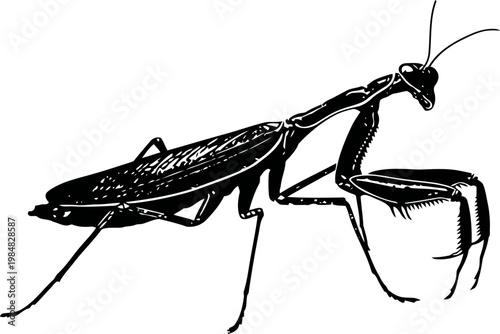 Detailed black and white illustration of a praying mantis insect in side profile