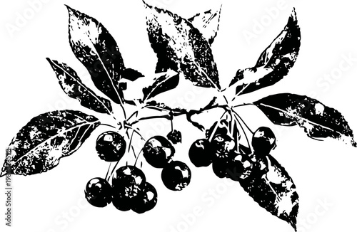 Black and white illustration of a branch with glossy leaves and clusters of round berries