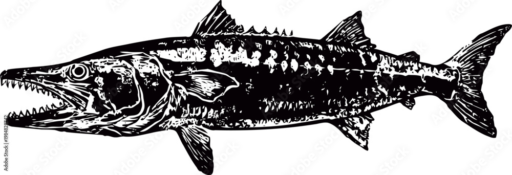 Obraz premium Detailed black and white illustration of a barracuda fish with sharp teeth and textured scales