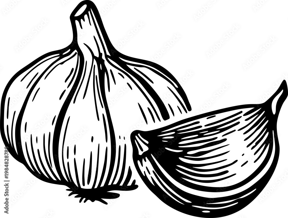 Fototapeta premium garlic bulb and clove detailed black and white sketch illustration