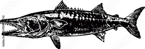 Detailed black and white illustration of a barracuda fish with sharp teeth and textured scales