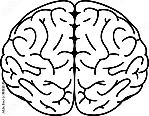Human brain outline illustration with cerebral cortex and brain folds anatomy concept