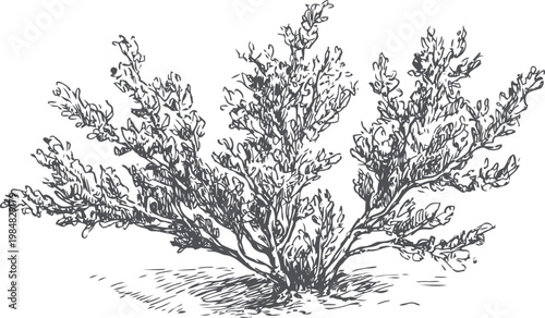 Detailed black and white botanical illustration of a bush with numerous small leaves and branches