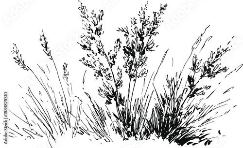 Ink sketch of wild grass clumps with detailed leaves and thin stems on white background