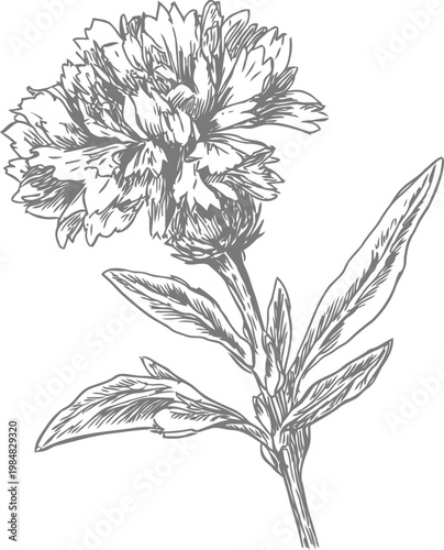 Carnation flower sketch with detailed petals and leaves in black and white line art