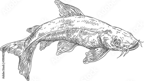 Detailed hand drawn illustration of a koi fish swimming with flowing fins and barbels