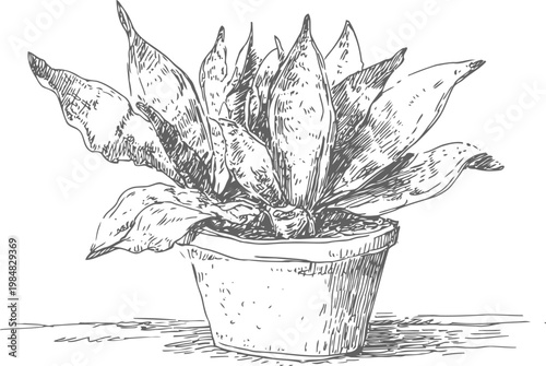 Potted plant with large leaves detailed sketch botanical illustration of indoor foliage and pot