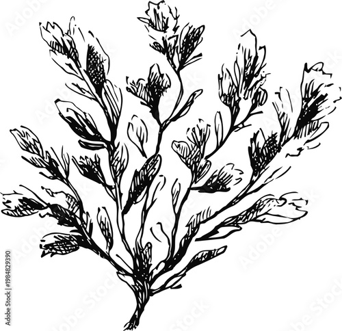Vintage seaweed illustration hand drawn marine algae with detailed texture and organic shapes natural ocean plant sketch