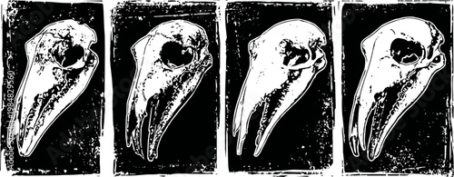 Vintage bird skull print set four monochrome stylized avian skull illustrations with textured background in black and white