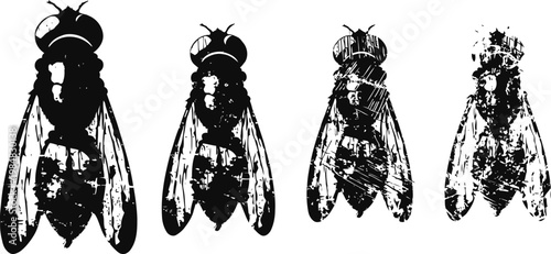 Black and white silhouettes of four flies in different poses and angles, insect collection illustration