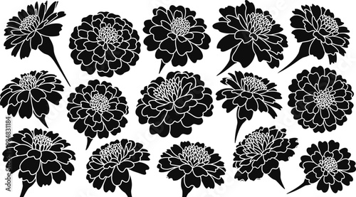 Black and white chrysanthemum flowers floral