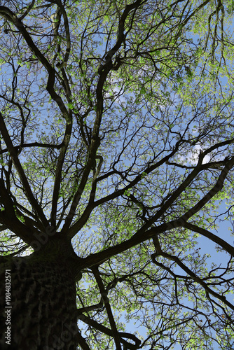 Low-angle photograph of a mature tree with spreading branches and fresh sprin...