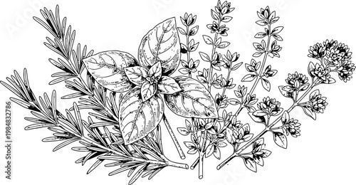 Botanical line art engraving of fresh culinary herbs arranged in a delicate cluster for healthy cooking