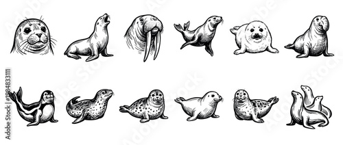 Various hand-drawn black and white pinniped illustrations showcase a collection of seals, sea lions, and a walrus in diverse poses, rendered with a detailed sketch art style