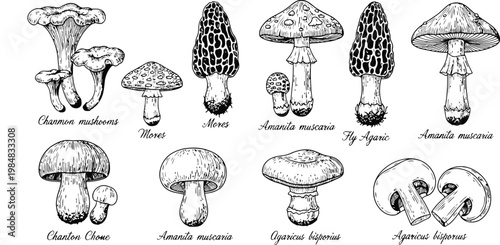 Botanical various edible and poisonous mushrooms with labels in black and white