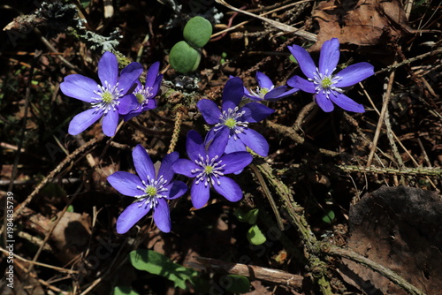Spring flowers in the forest