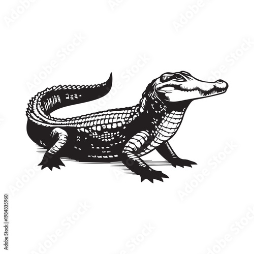 crocodile vector illustration