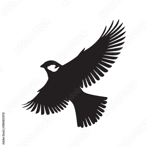 bird vector illustration