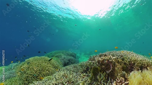 Coral reef underwater with fishes and marine life. Coral reef and tropical fish. Philippines.