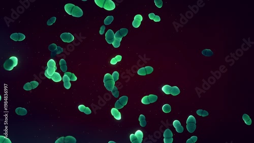 Enterococcus bacteria microbiology animation. Gram-positive cocci illustrating antibiotic resistance (VRE), gut microbiome, and nosocomial infection pathology